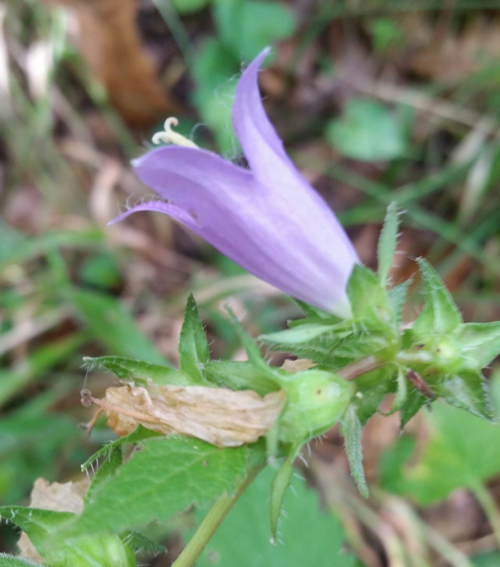 Campanula trachelium